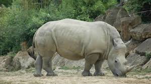 انقراض آخر ذكر وحيد القرن الأبيض في العالم