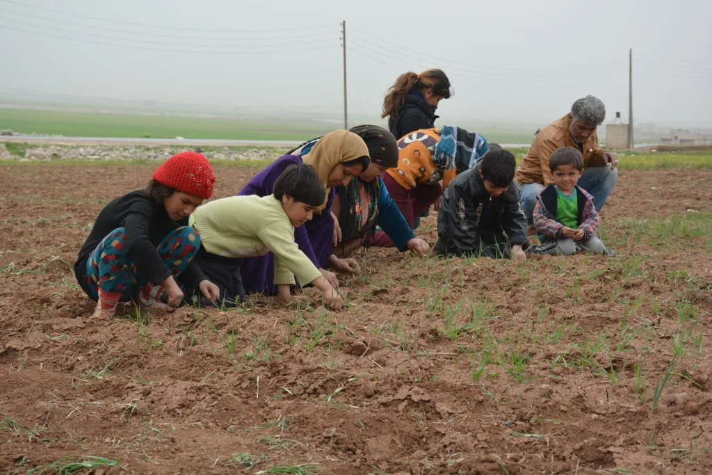 المزارعون باشروا بإزالة الأعشاب الضارة من أراضيهم لتنمو محاصيلهم بشكل جيد