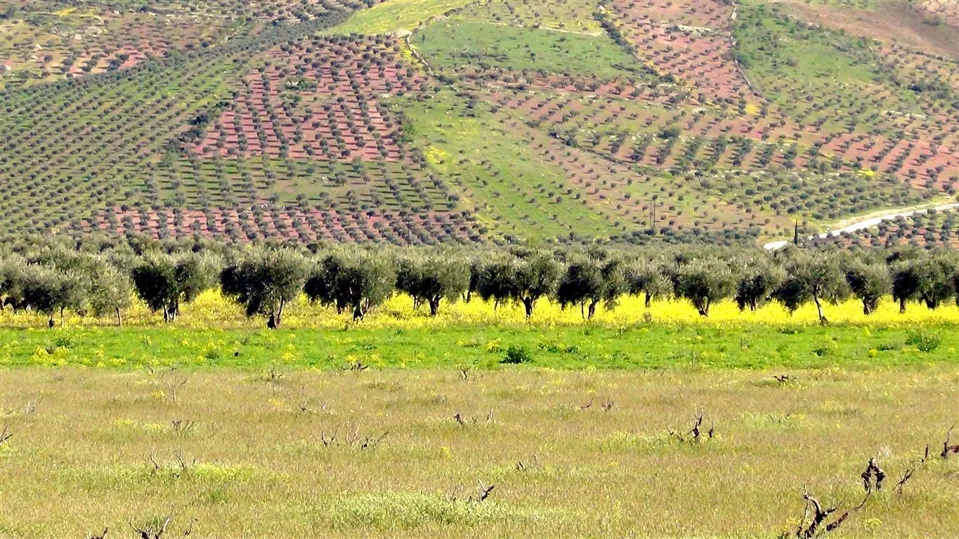 فرين (عروس روج آفا) .. عبق الجغرافيا وأصالة التاريخ