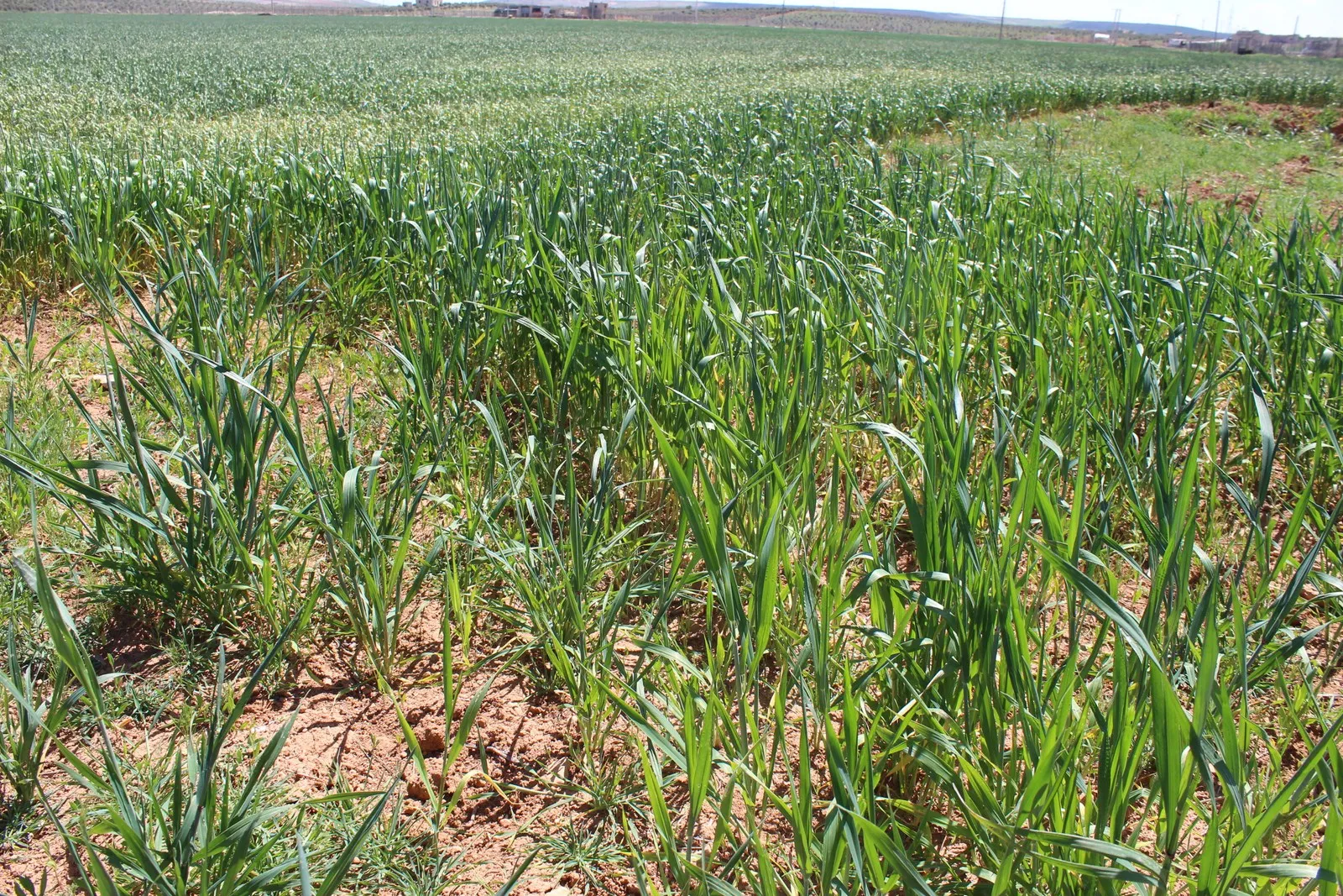 خصوبة التربة وتنوعها سبب التطور الزراعي في الشهباء
