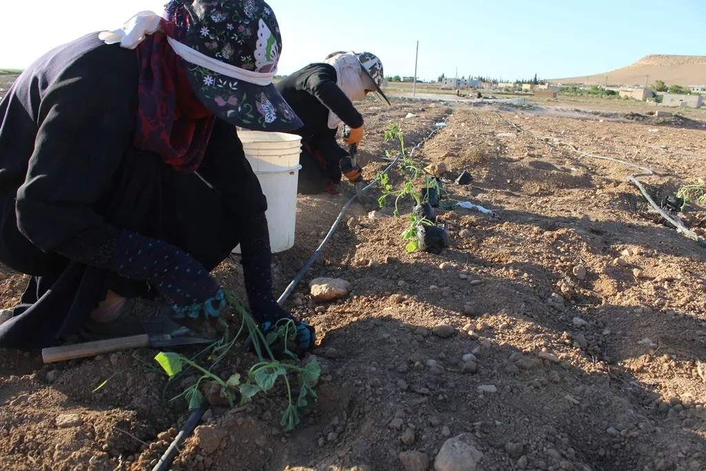 مزارعو الجرنية يجازفون بزراعة المحاصيل الصيفية