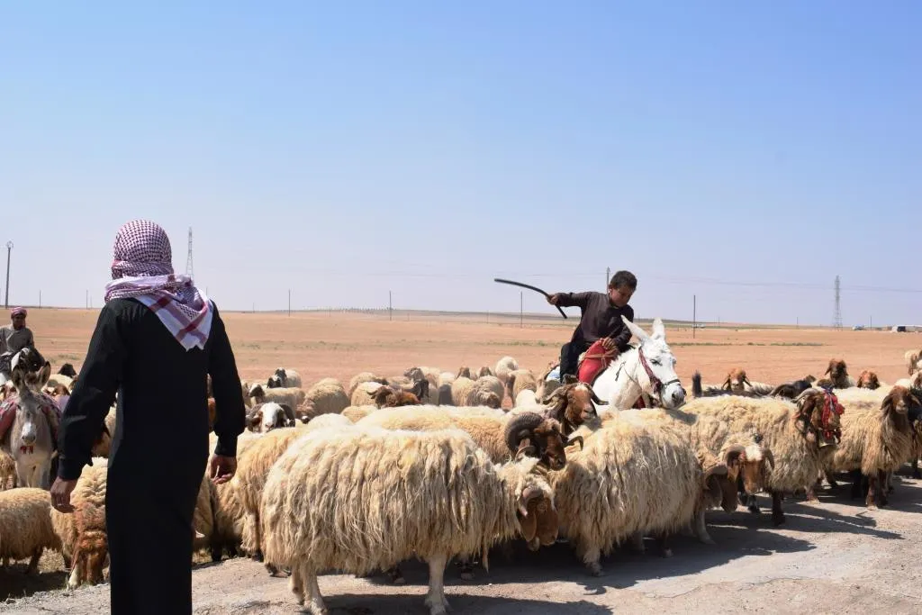 بتحرير مدينة الرقة.. البدو يحيون ثقافتهم من جديد