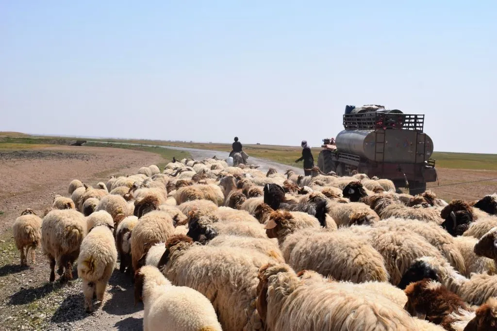 بتحرير مدينة الرقة.. البدو يحيون ثقافتهم من جديد