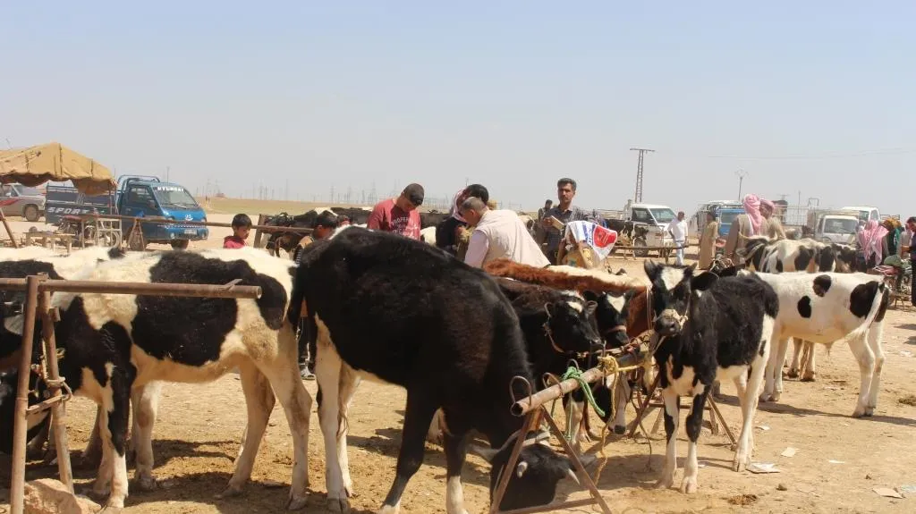 الجفاف يلحق أضراراً كبيرة بالقطاع الزراعي والثروة الحيوانية في تل حميس