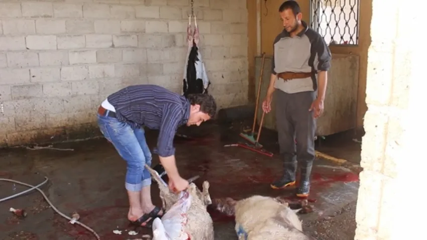 مسلخ المنصورة... ضمان لأمنها الصحي