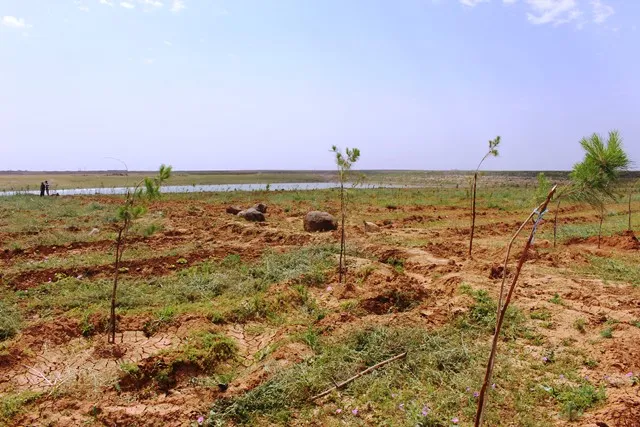خطوات نحو تطوير النظام البيئي في الجزيرة
