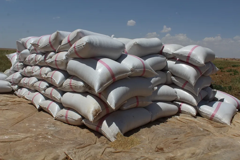 مديرية الزراعة في الطبقة تقدر كمية محصول القمح بـ 8 آلاف طن