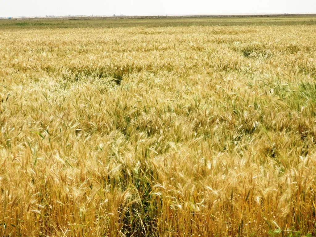 معاناة المزارعين بالموسم الزراعي تتواصل... التكاليف تجاوزت 80% من أجمالي المحاصيل