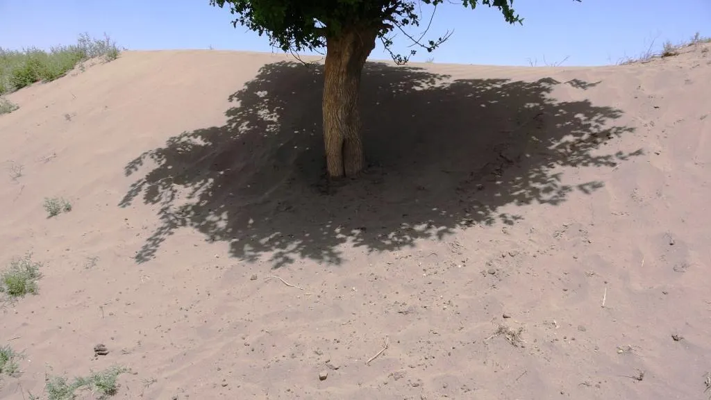 الكثبان الرملية ضرر للمحاصيل الزراعية وخسارة لمزارعي دير الزور