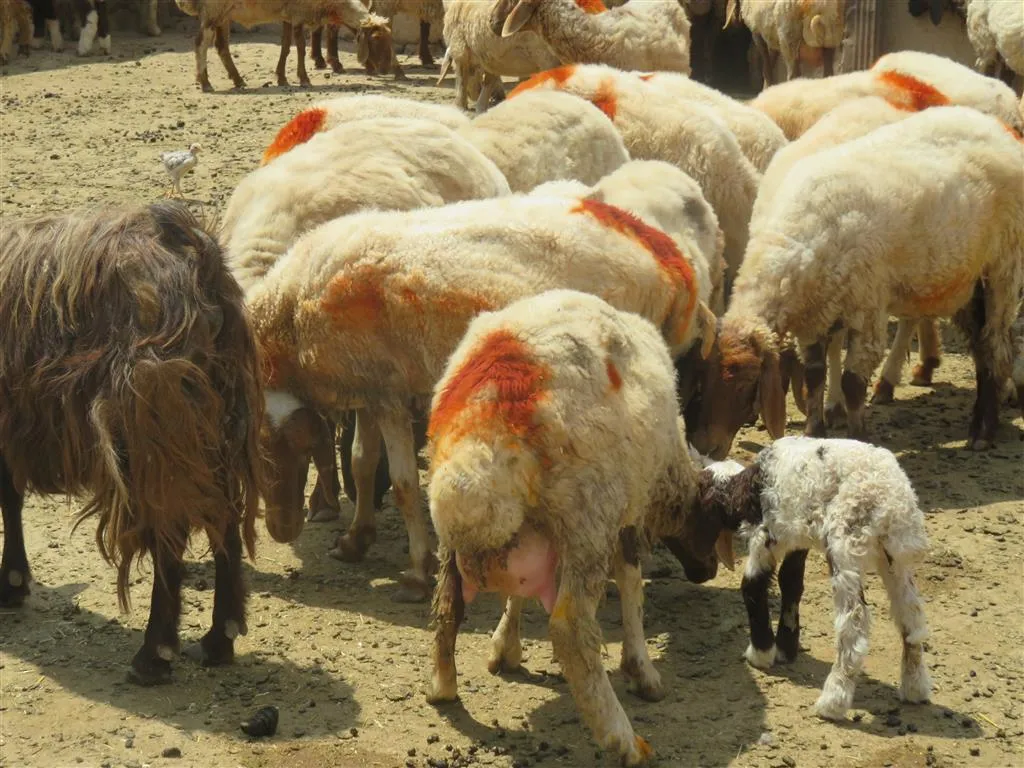 الثروة الحيوانية في تل كوجر.. قلة المراعي وتلكؤ الجهات العامة