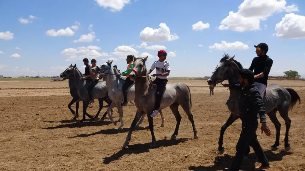 مهرجان للخيول العربية الأصيلة في ناحية تل حميس