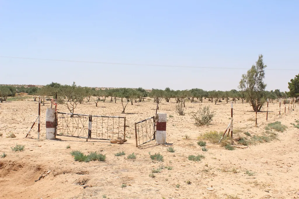 مجلس المحمودلي يسعى لإنقاذ مئات الأشجار من الجفاف