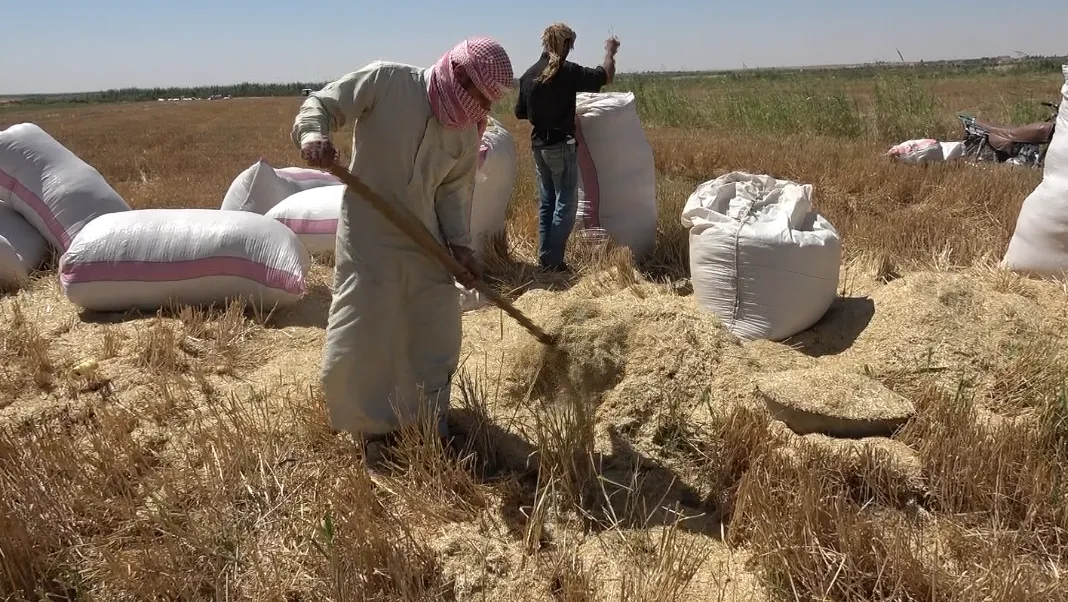 مُربو الماشيَّة يَبدؤون بِتخزيّن التبن استعدادا لشتاء قاس وطويل