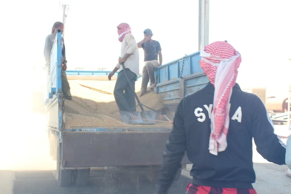 مديرية الزراعة تبدأ باستلام محصول القمح من مزارعي مقاطعة كوباني