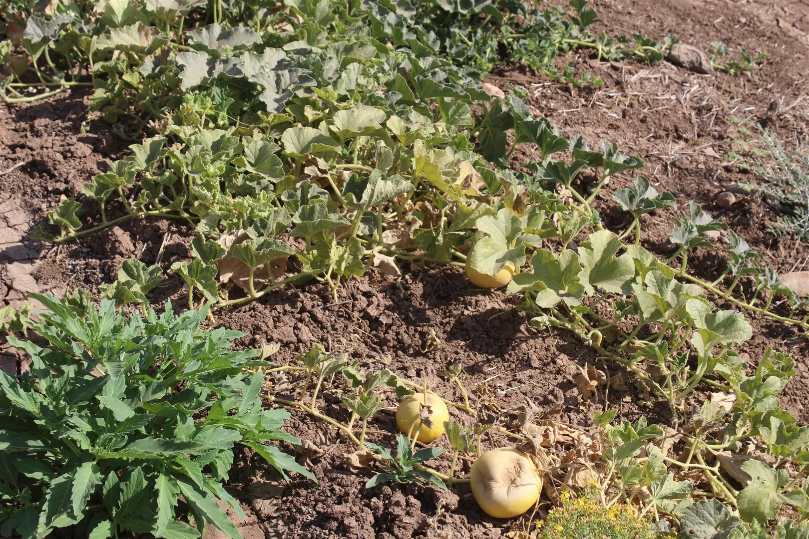 بعد أن منعتهم السلطات التركية، أهالي عين ديوار يزرعون محاصيلهم في قرى أخرى
