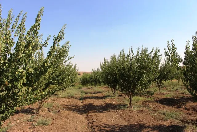 محمية مزكفت..أشجار متنوعة وملجأ للطيور المهددة بالانقراض