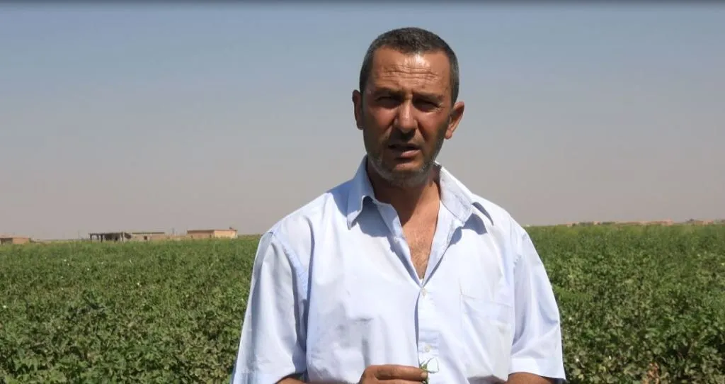 الدودة الشوكية تغزو محصول القطن في إقليم الجزيرة