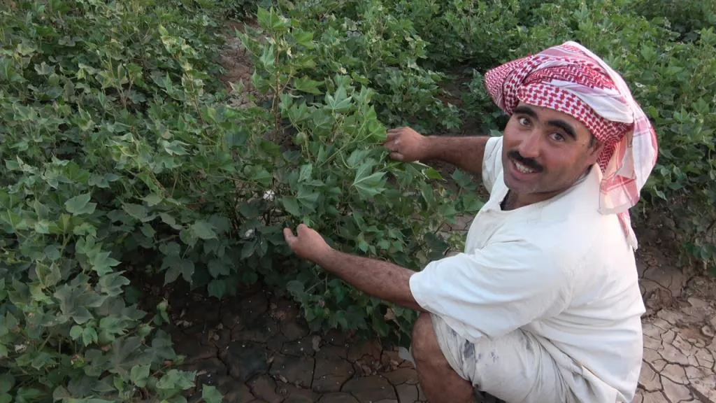الدودة الشوكية تغزو محصول القطن في إقليم الجزيرة