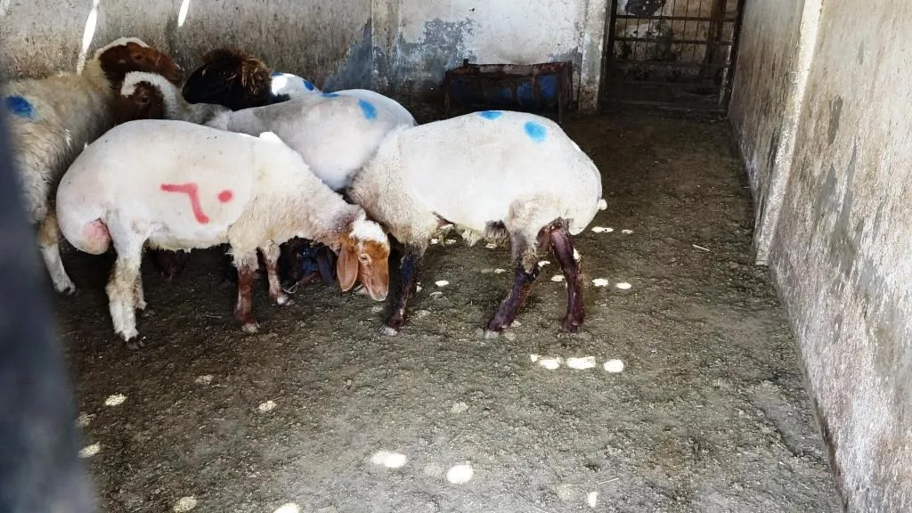 بشرى لأهالي الرقة خلال أيام العيد