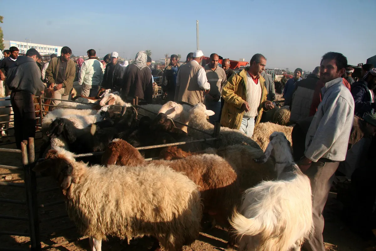 ارتفاع أسعار الأضحية في غزة وانخفاض الطلب