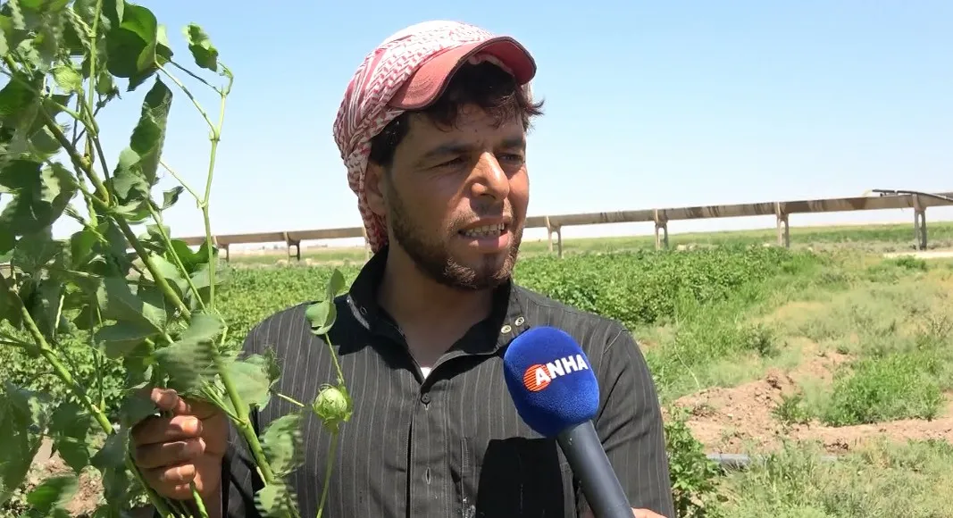 المبيدات التركية فاقمت المشكلة.. مؤشرات لفشل موسم القطن مع قرب جني المحصول