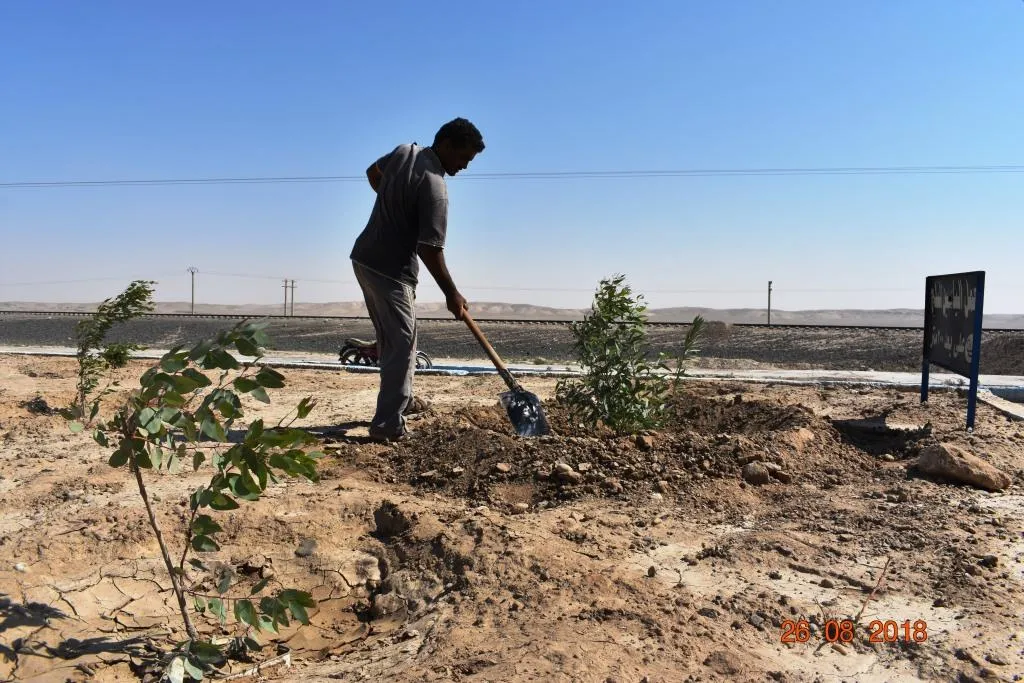 غرس الأشجار وتلوين الأرصفة في بلدة الصعوة