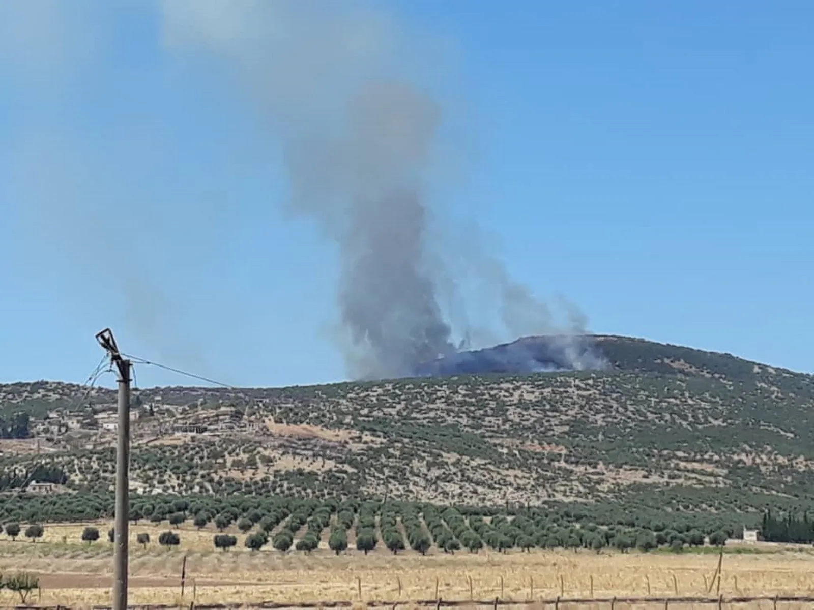 نيران تركيا تحرق الآلاف من أشجار عفرين