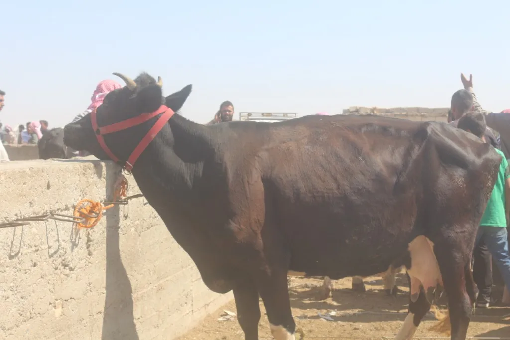 أسواق الشدادي ومنبج تشهد إقبالاً قبل يوم من العيد