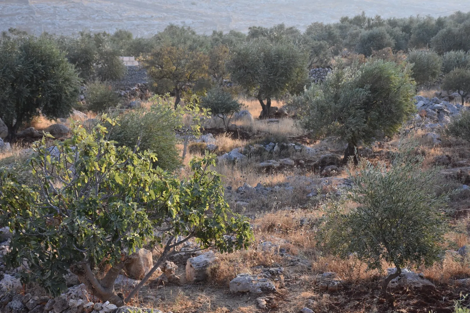 تركيا تحرم أهالي عفرين أهم مصادرهم المعيشية