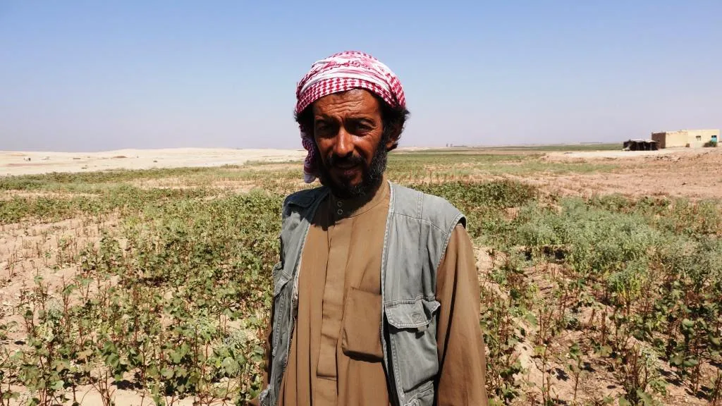 المزارعون يضمنون محصول القطن لأصحاب المواشي