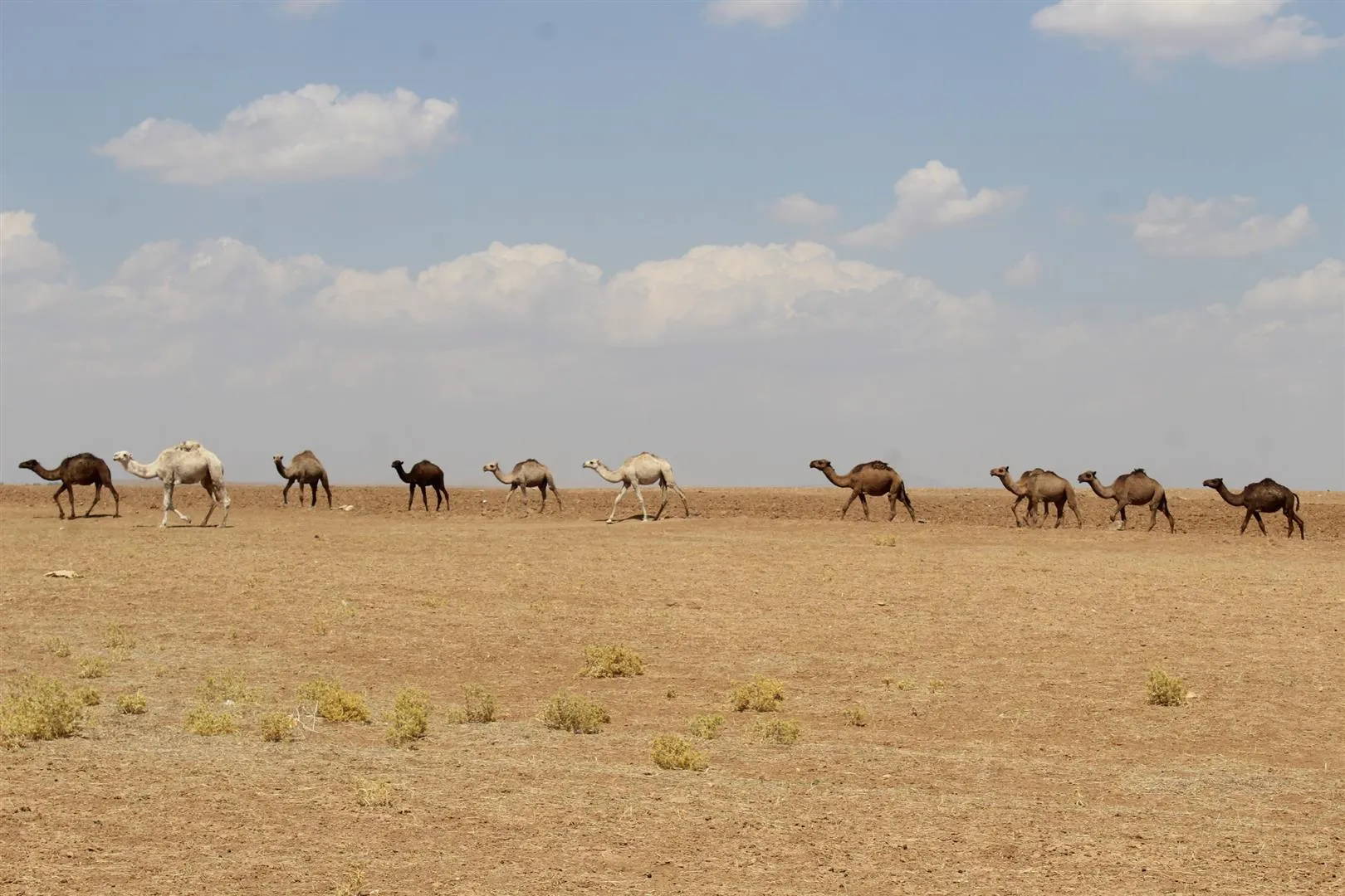 تربية الإبل من البادية إلى الجزيرة