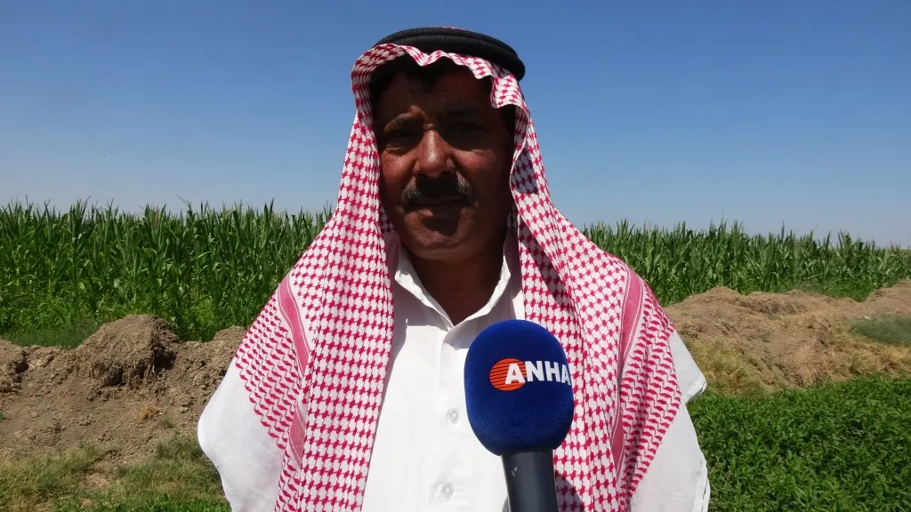 انخفضت بنسبة 50 % لارتفاع تكاليف زراعتها