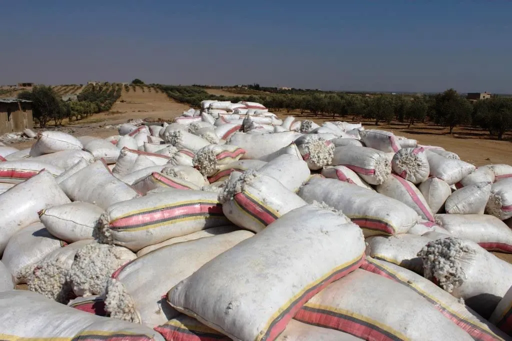 لجنة الاقتصاد في عين عيسى: مستعدون لاستقبال محصول القطن من المزارعين