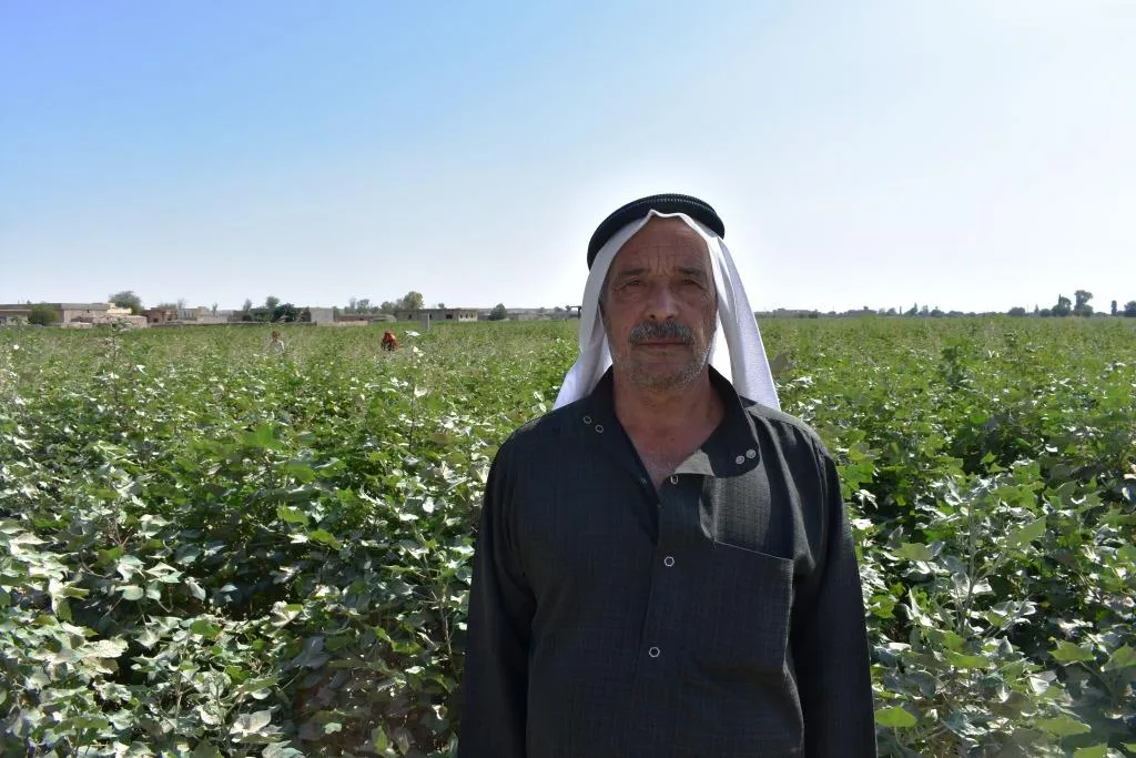 جني ما تبقى من موسم القطن في ظل خسائر كبيرة