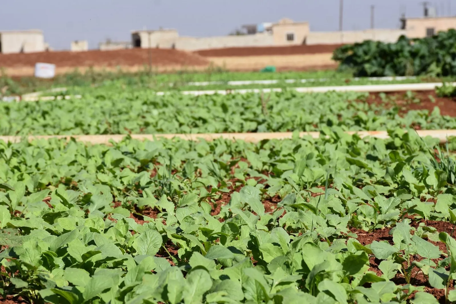 لجنة الزراعة تسعى لحل مشاكل المزارعين وتحقيق إنتاج جيد للموسم الزراعي