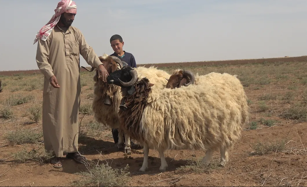 أساليب موروثة لتربية الماشية بمقاطعة كري سبي...تعرف عليها!