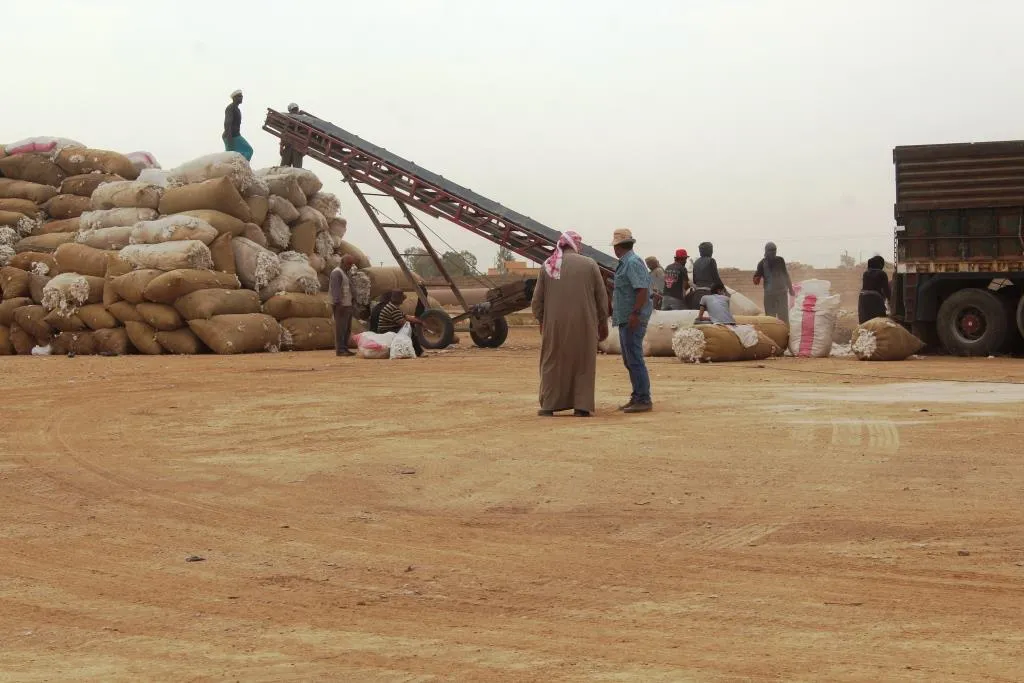 مركز الكبش يستقبل يومياً 400طن من محصول القطن