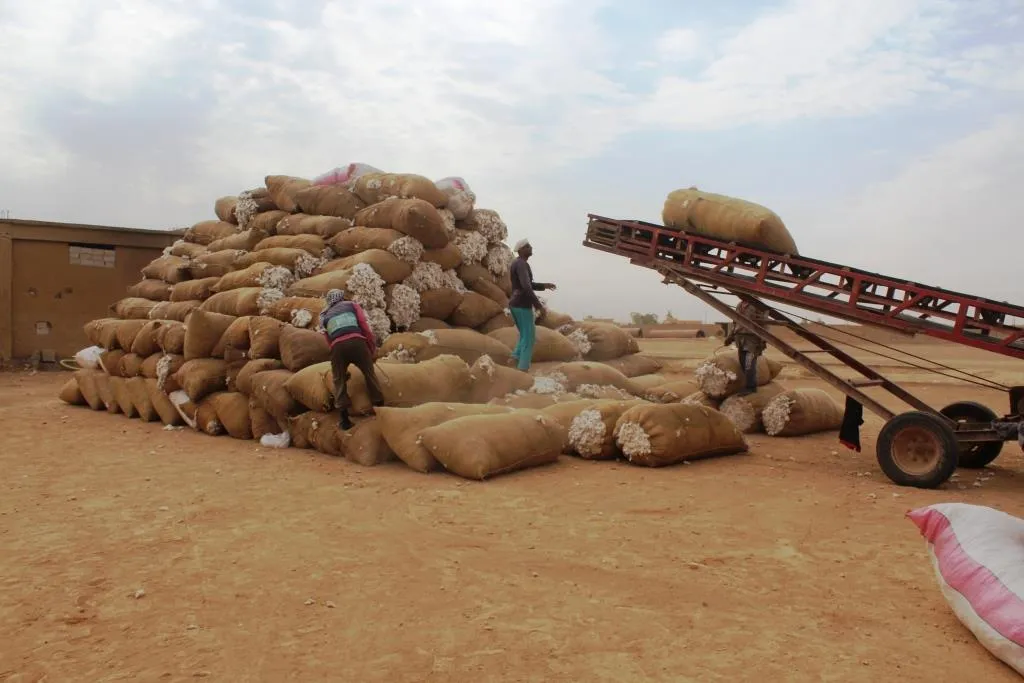 مركز الكبش يستقبل يومياً 400طن من محصول القطن