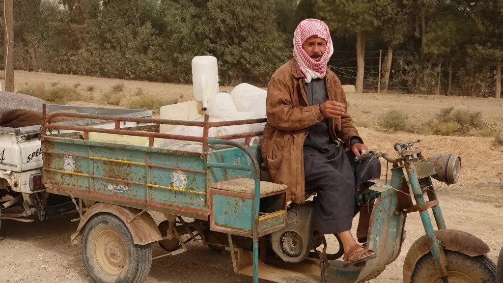 بدء قطاف الزيتون في الرقة