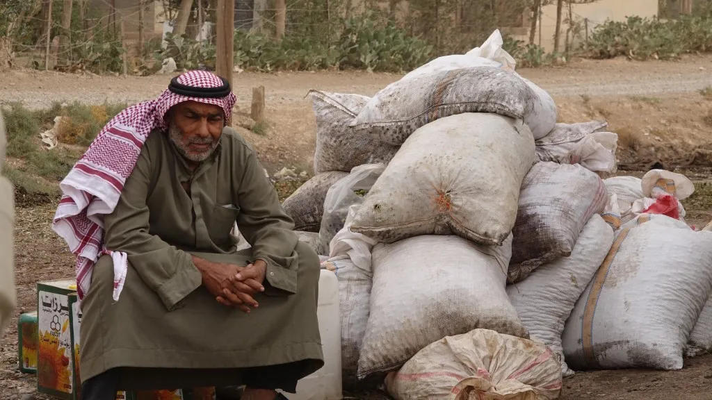 بدء قطاف الزيتون في الرقة