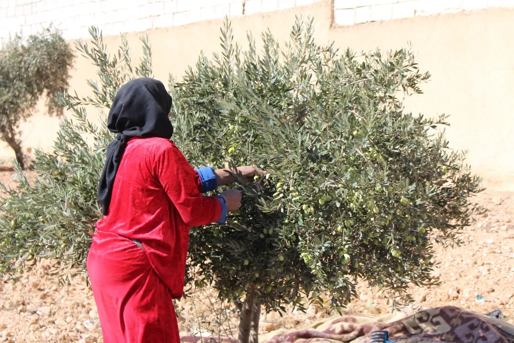 بدء قطاف الزيتون في مدينة منبج وريفها