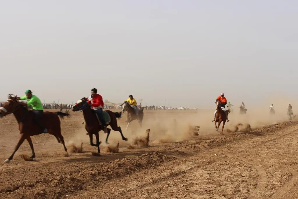 المهرجان الخامس للخيول العربية الأصيلة يحظى بمشاركة واسعة