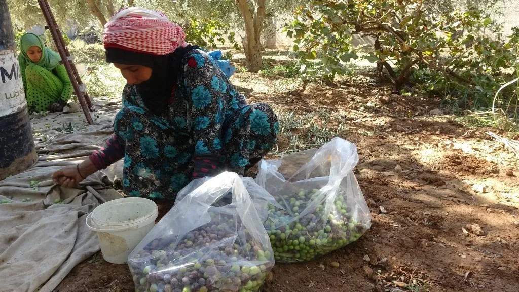 نساء الرقة معتمدات على الزراعة كمصدر أساسي لهن