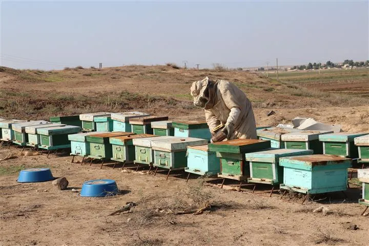 من 5 إلى 30 خلية...قصة أحد مربي النحل