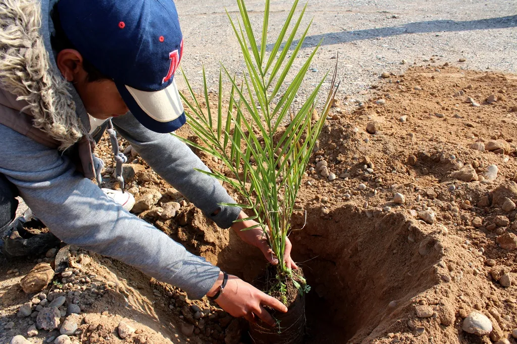 الشبيبة في الطبقة تزيين مزار الشهداء بغرسات نخيل