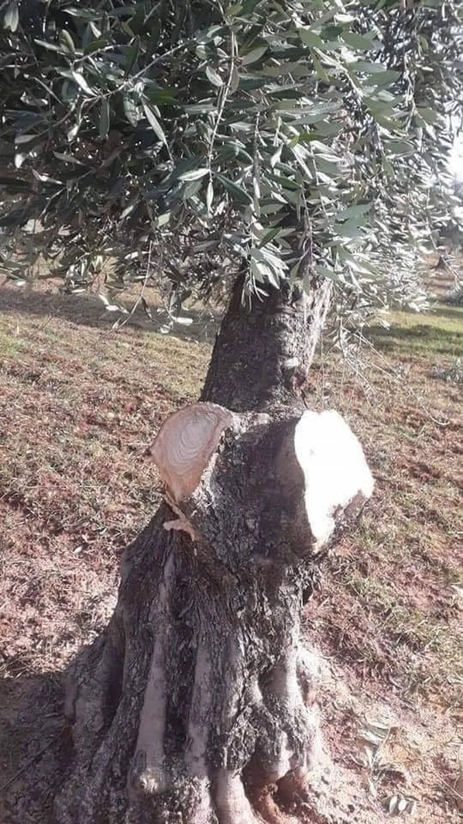 الاحتلال التركي يرسل قوات خاصة إلى عفرين ويواصل التغيير الديمغرافي