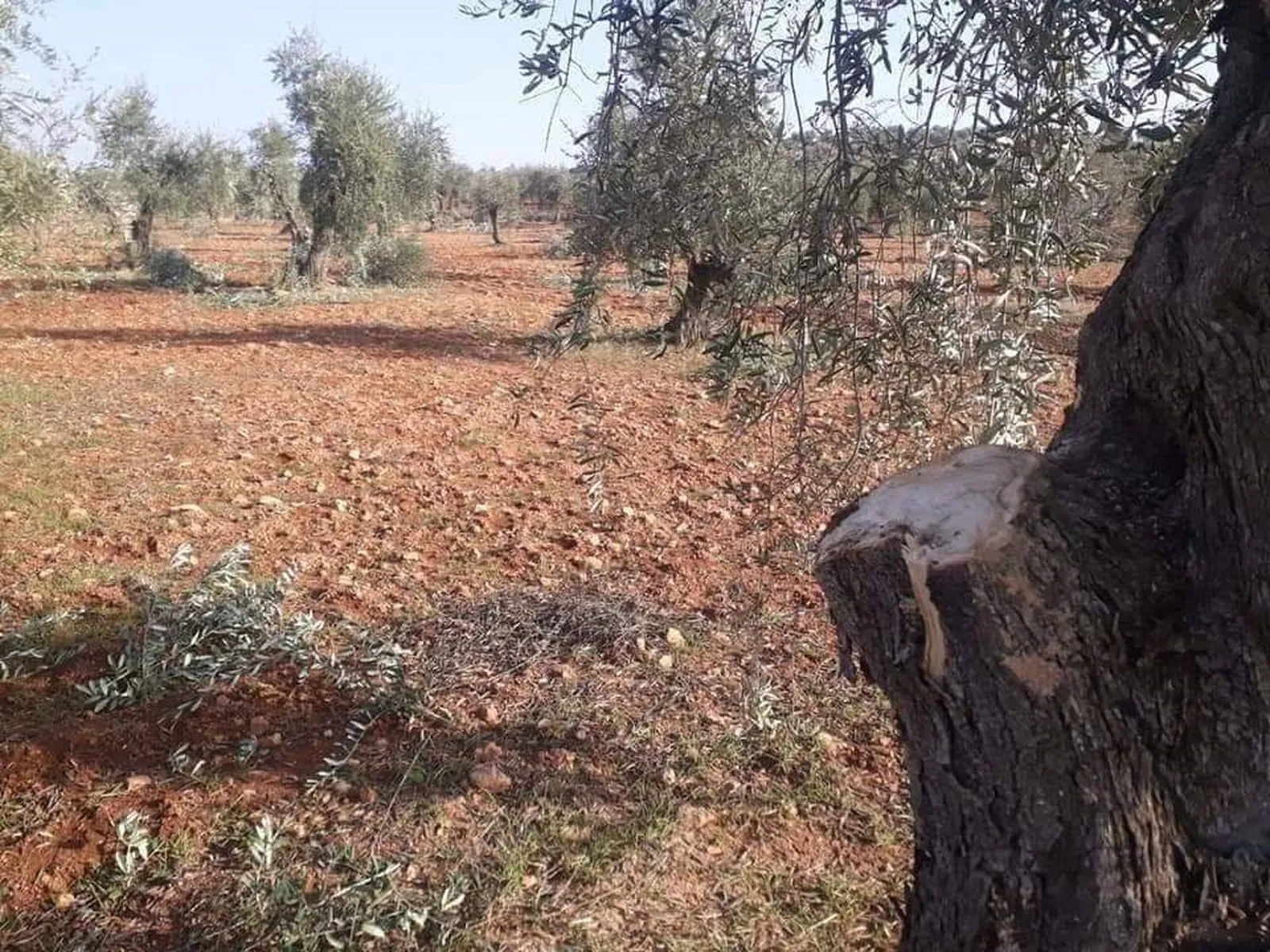 الاحتلال التركي يرسل قوات خاصة إلى عفرين ويواصل التغيير الديمغرافي