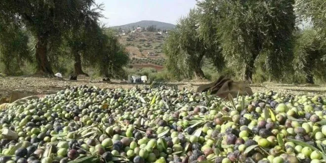 تركيا ومرتزقتها ينهبون زيت الزيتون من منازل المدنيين في عفرين