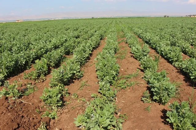 مزارعو شمال سوريا يستعدون لزراعة الخضار البواكير والخضار الصيفية