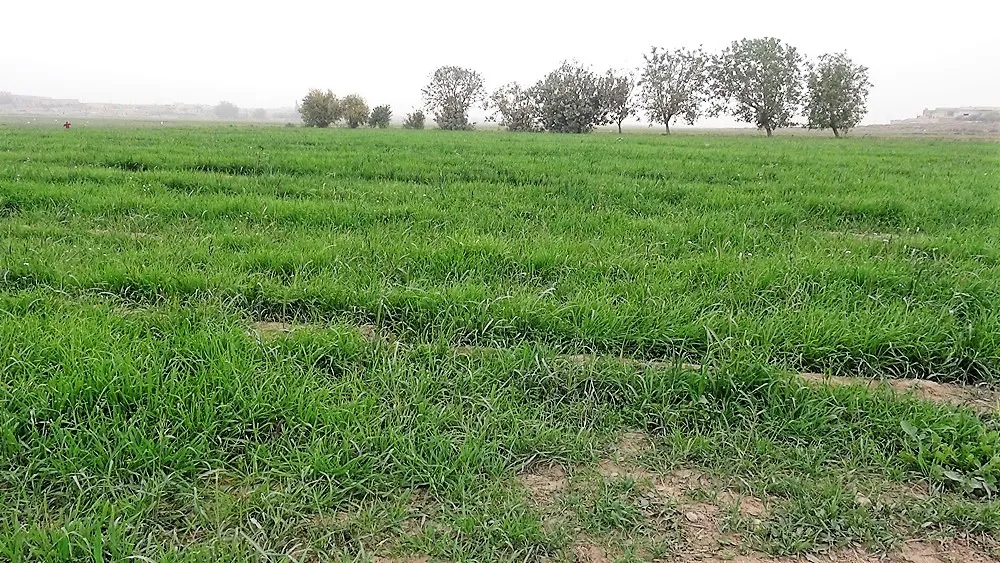 مديرية الزراعة تواصل دعم المزارعين لتحقيق الاكتفاء الذاتي